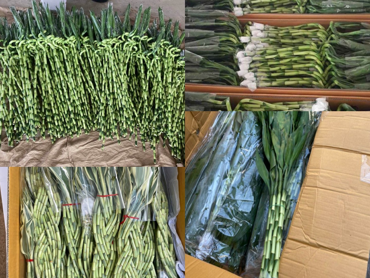 فروش انواع بامبو آبی ،لاکی ،اسپیرال پیچ دار رومیزی مستقیم از وارد کننده +  +